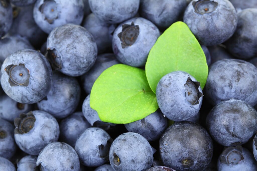 berries, blueberries, fresh berries-2281.jpg